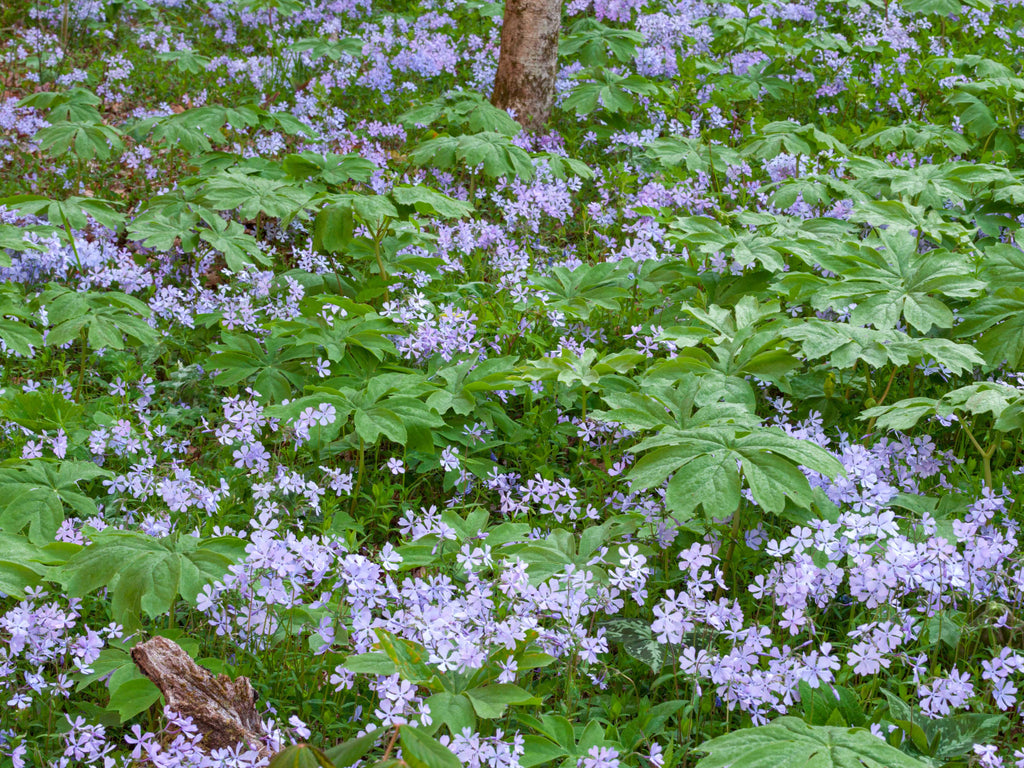 Podophyllum peltatum - Mayapple