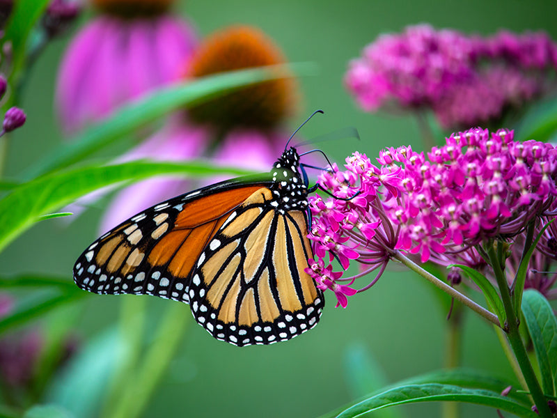 Asclepias incarnata