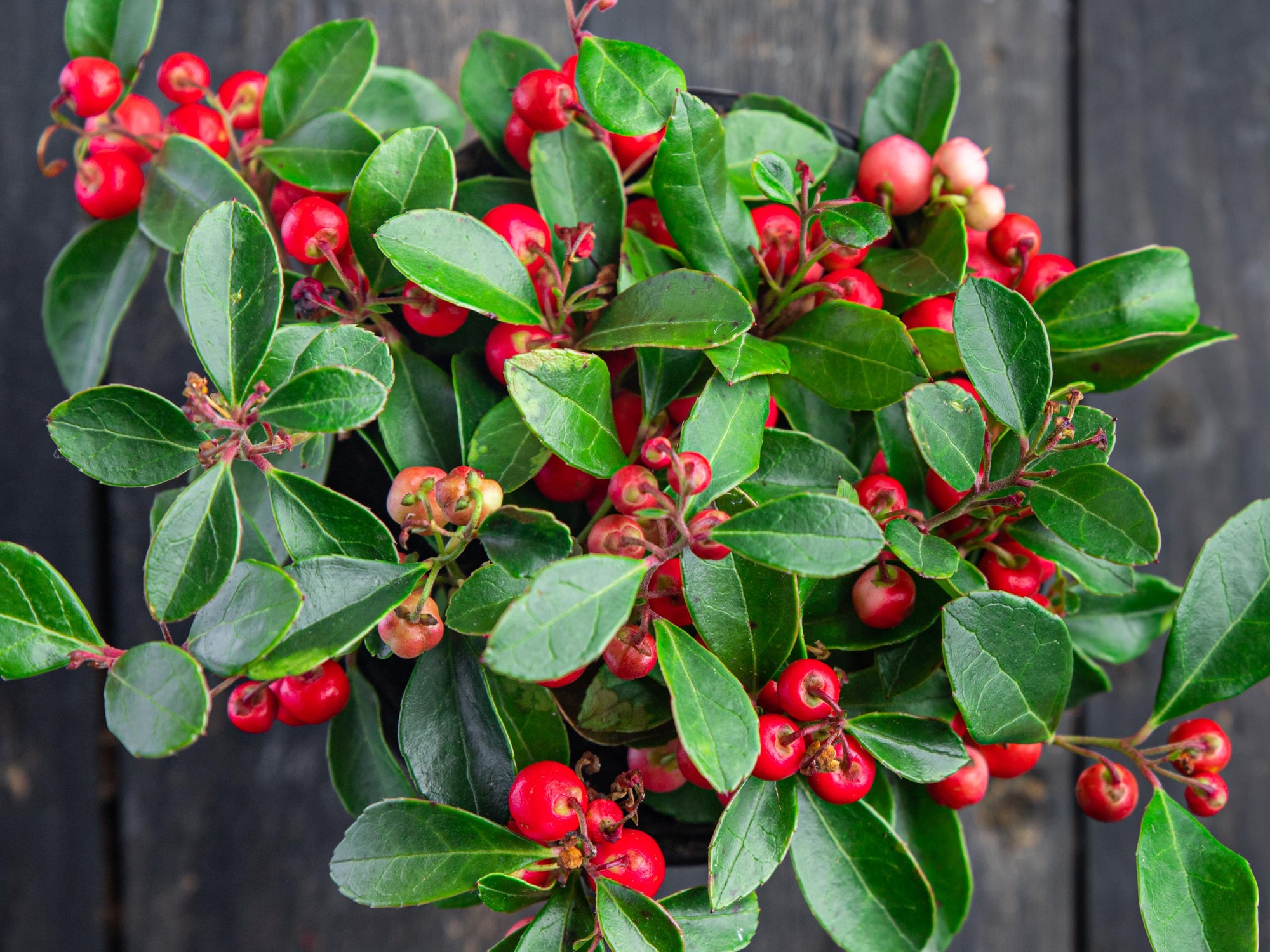 Gaultheria procumbens - American Winterberry