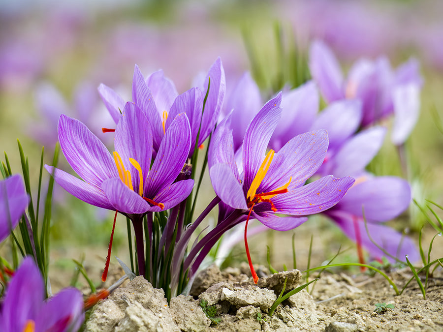 Crocus sativus - Saffron Crocus