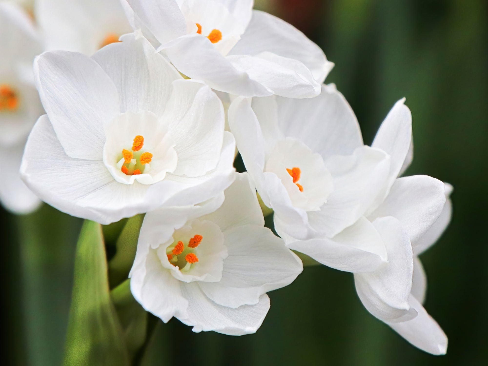 Paperwhites - 3 Potted Up