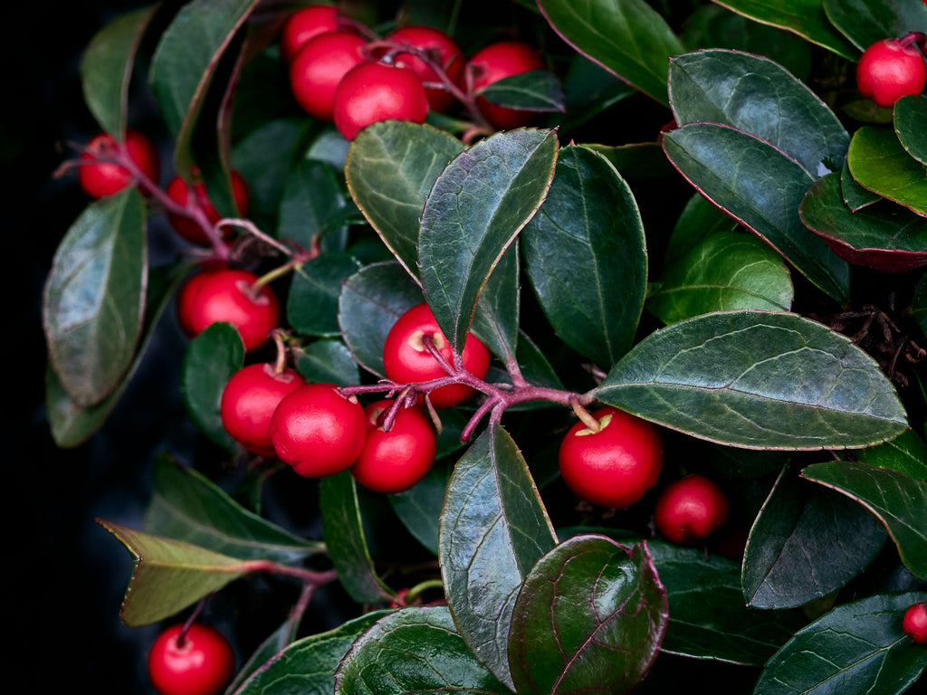 Gaultheria procumbens - American Winterberry