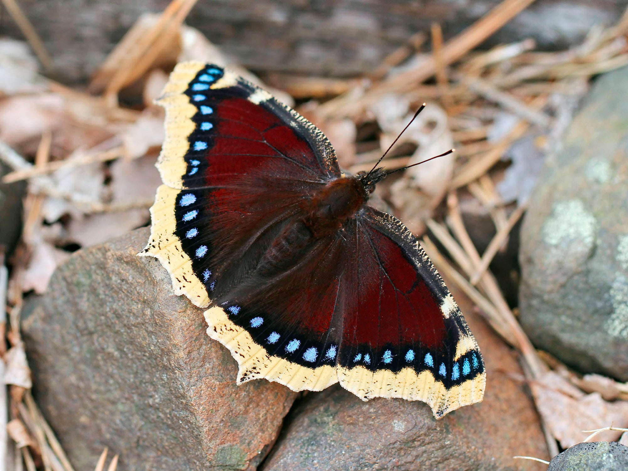 Mourning Cloak Butterfly