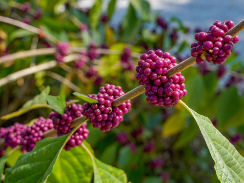 Callicarpa americana in golden sunlight
