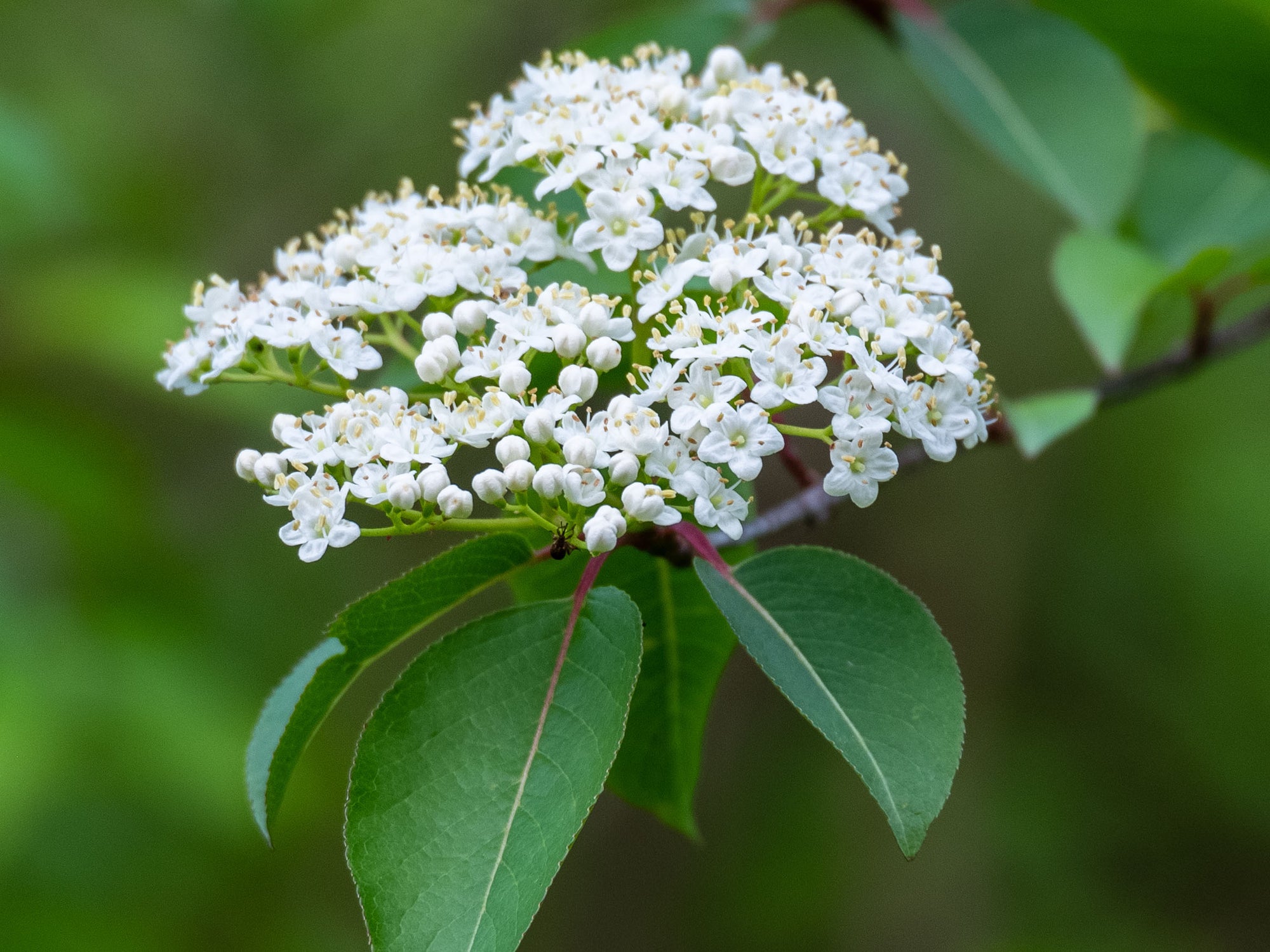 Viburnum prunifolium