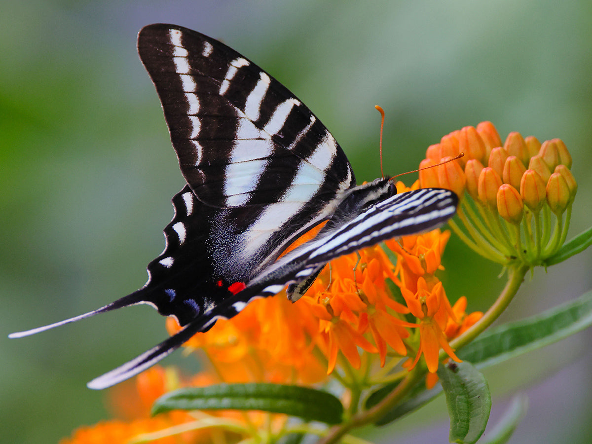 Asclepias tuberosa - Butterfly Weed