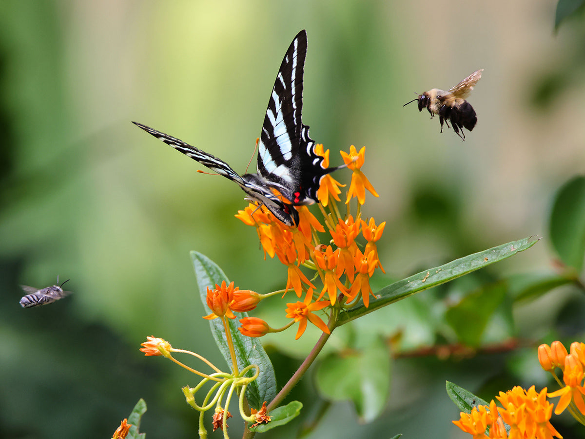 Asclepias tuberosa - Butterfly Weed