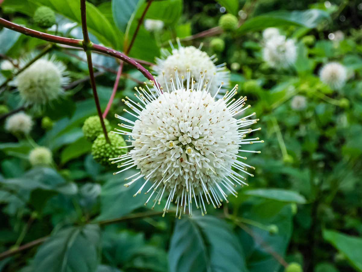 Cephalanthus occidentalis - Buttonbush