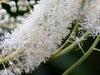 Actaea racemosa - Black Cohosh, Fairy Candles