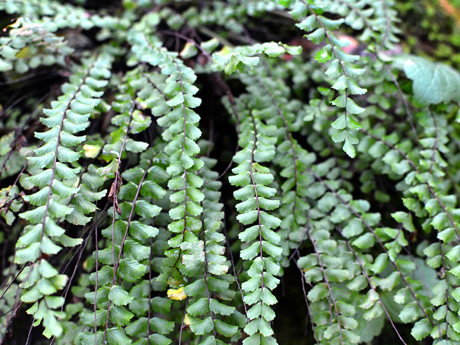 Asplenium trichomanes - Maidenhair Spleenwort