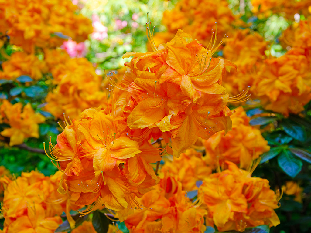 Rhododendron calendulaceum - Flame Azalea
