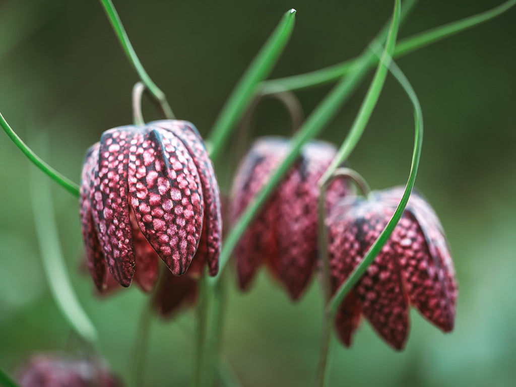 Fritillaria meleagris - Checkered Lily Mixture, Snake Head's Fritillary
