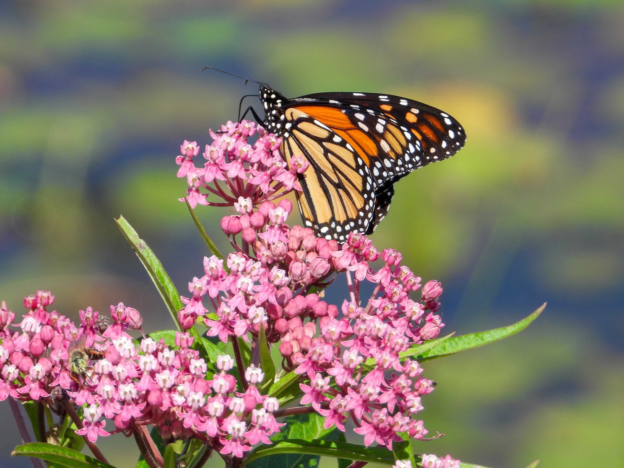 Asclepias incarnata