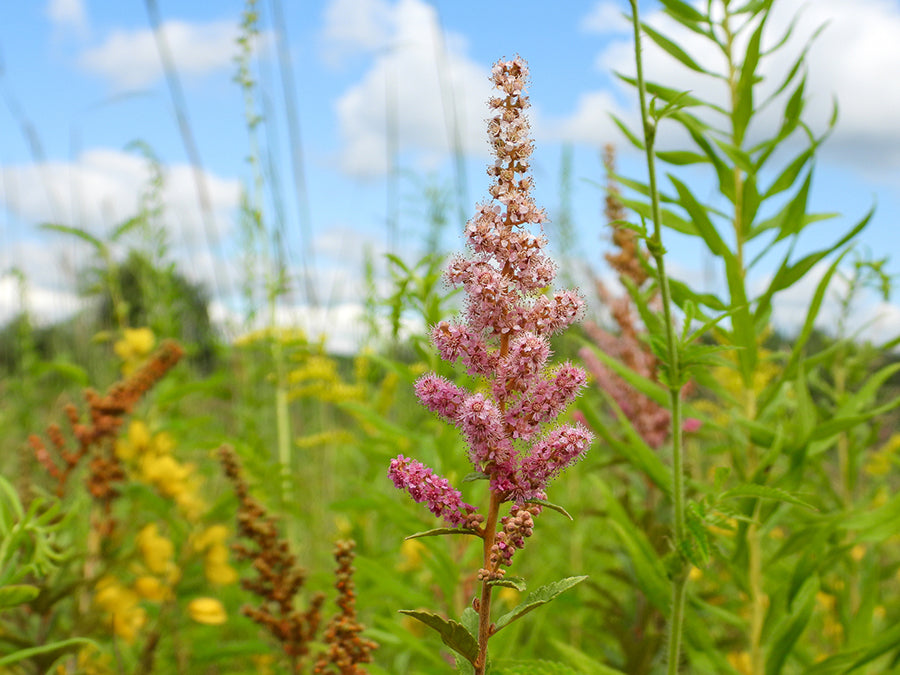 Spiraea tomentosa - Steeplebush