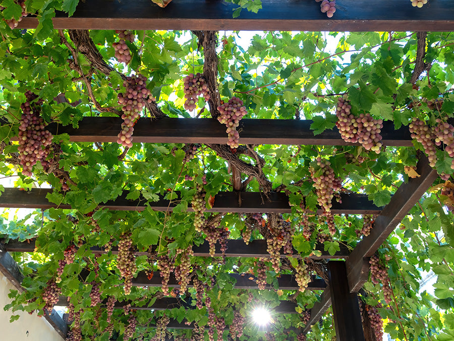 Reems Creek Pink Champagne Grape