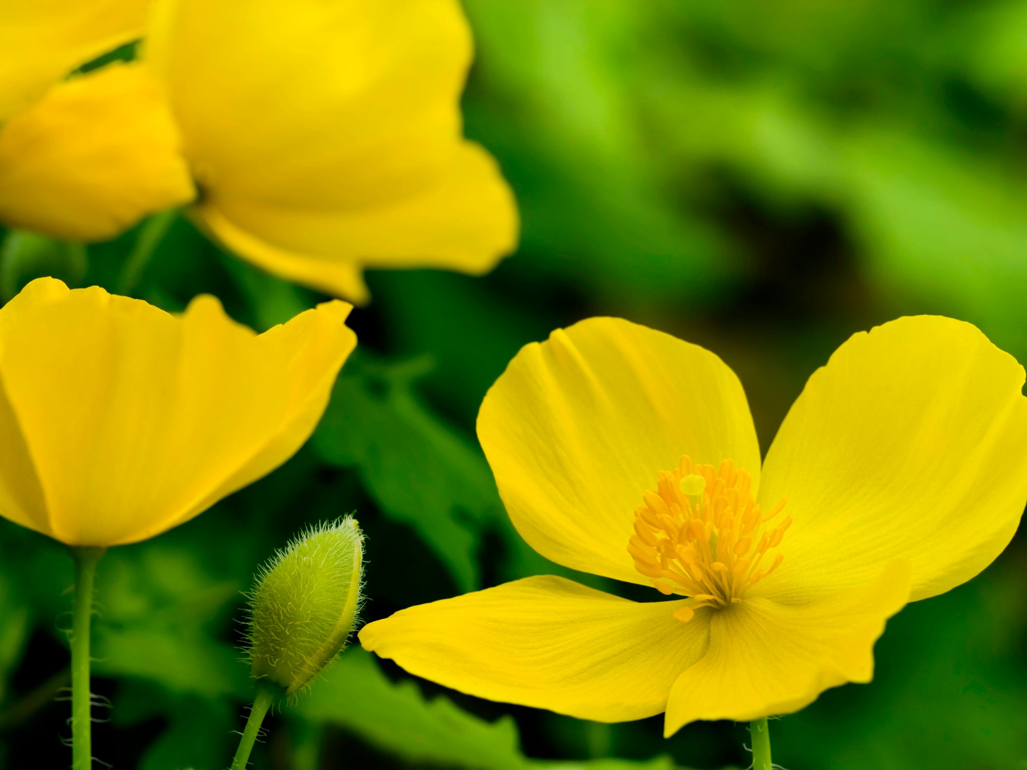 Stylophorum diphyllum - Celandine Poppy, Yellow Wood Poppy