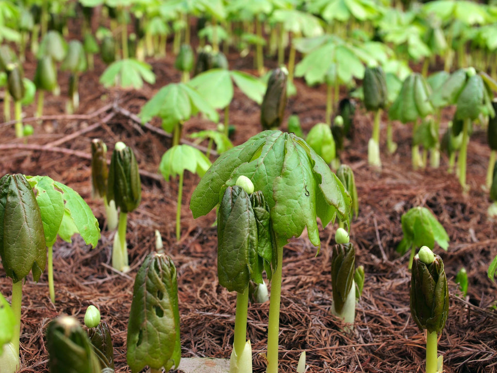 Podophyllum peltatum - Mayapple
