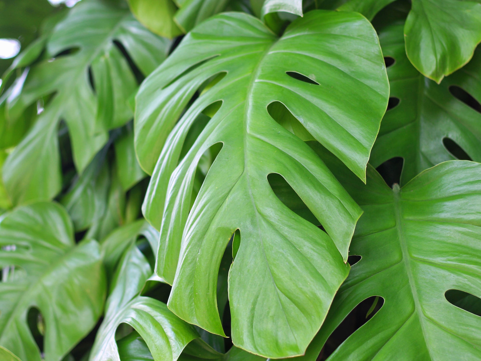 Rhaphidophora tetrasperma - Mini Monstera