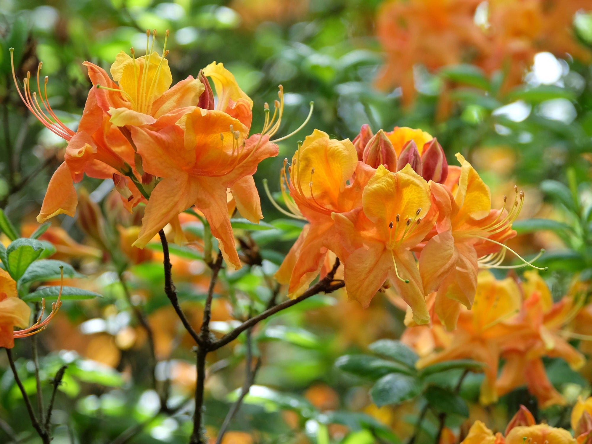 Rhododendron 'Klondyke' (Exbury)