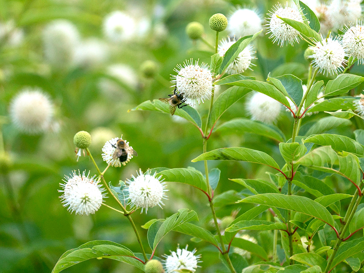 Cephalanthus occidentalis - Buttonbush