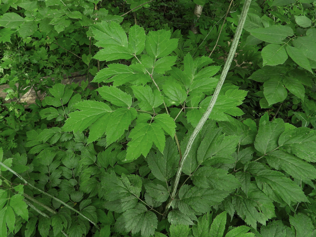 Actaea racemosa - Black Cohosh, Fairy Candles