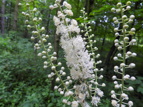 Actaea racemosa - Black Cohosh, Fairy Candles