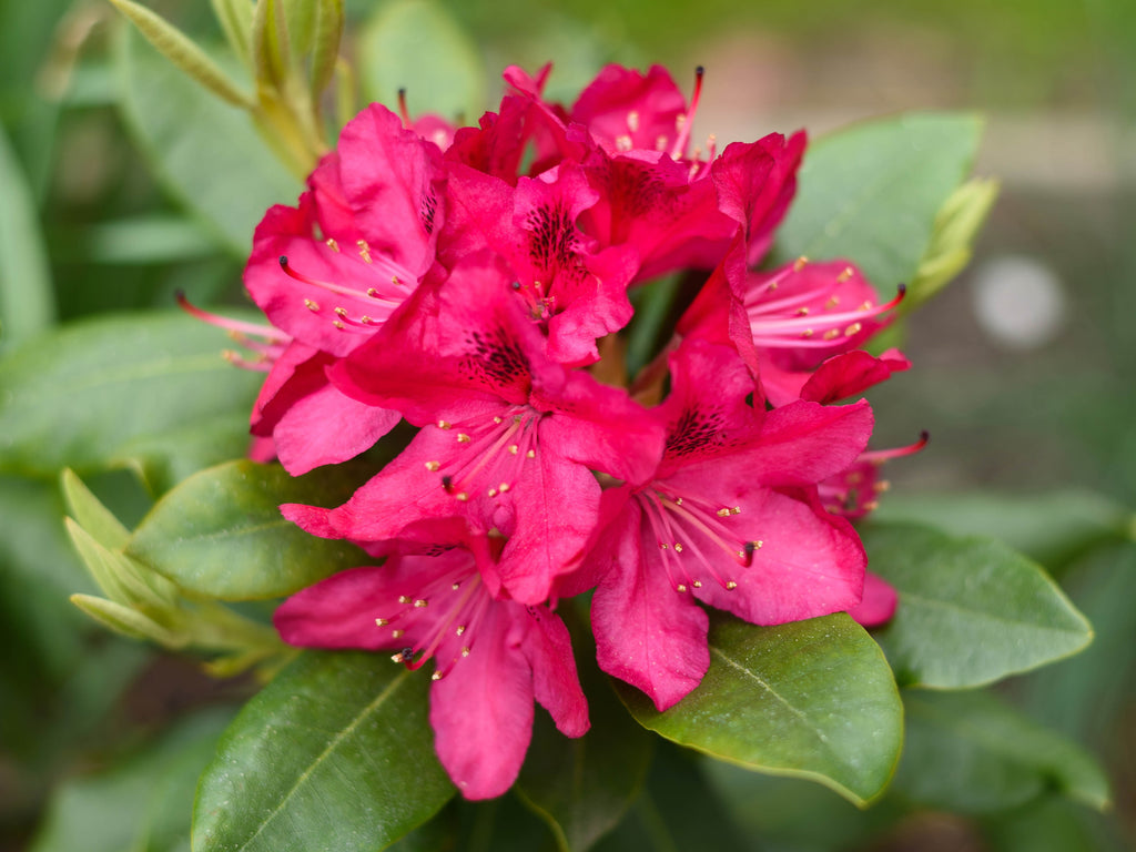 Rhododendron 'Nova Zembla'