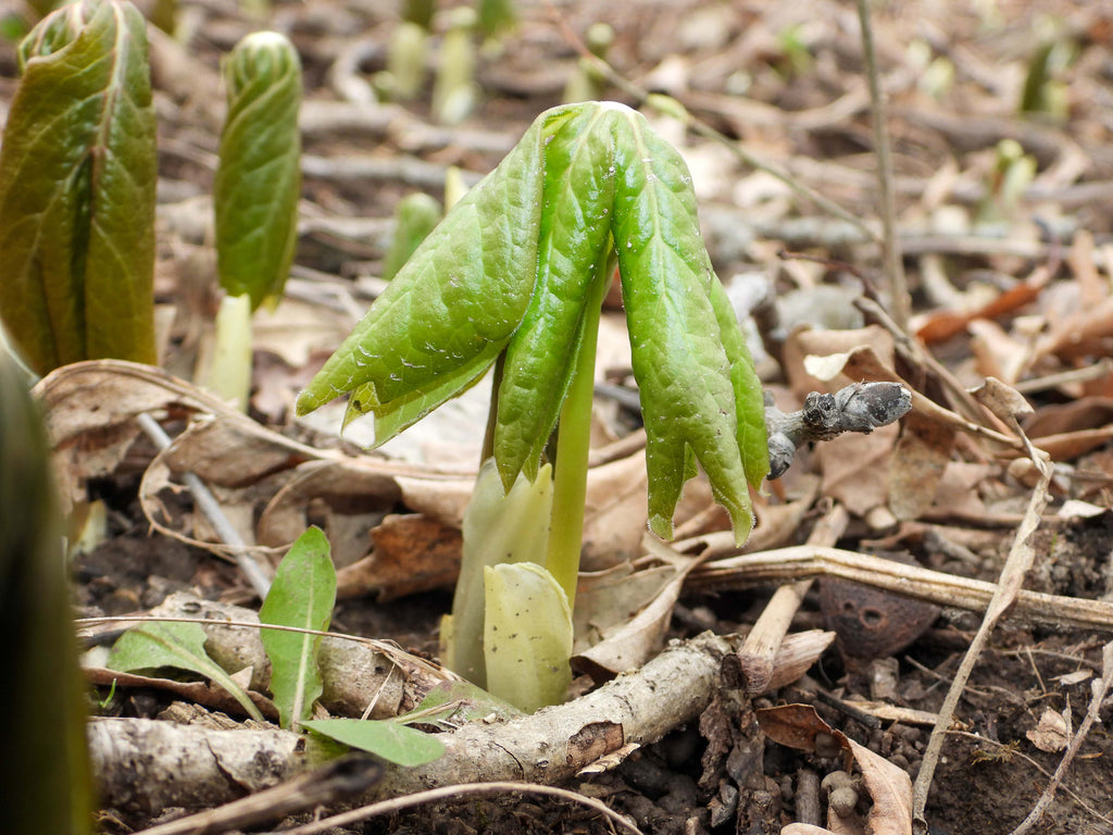 Podophyllum peltatum - Mayapple