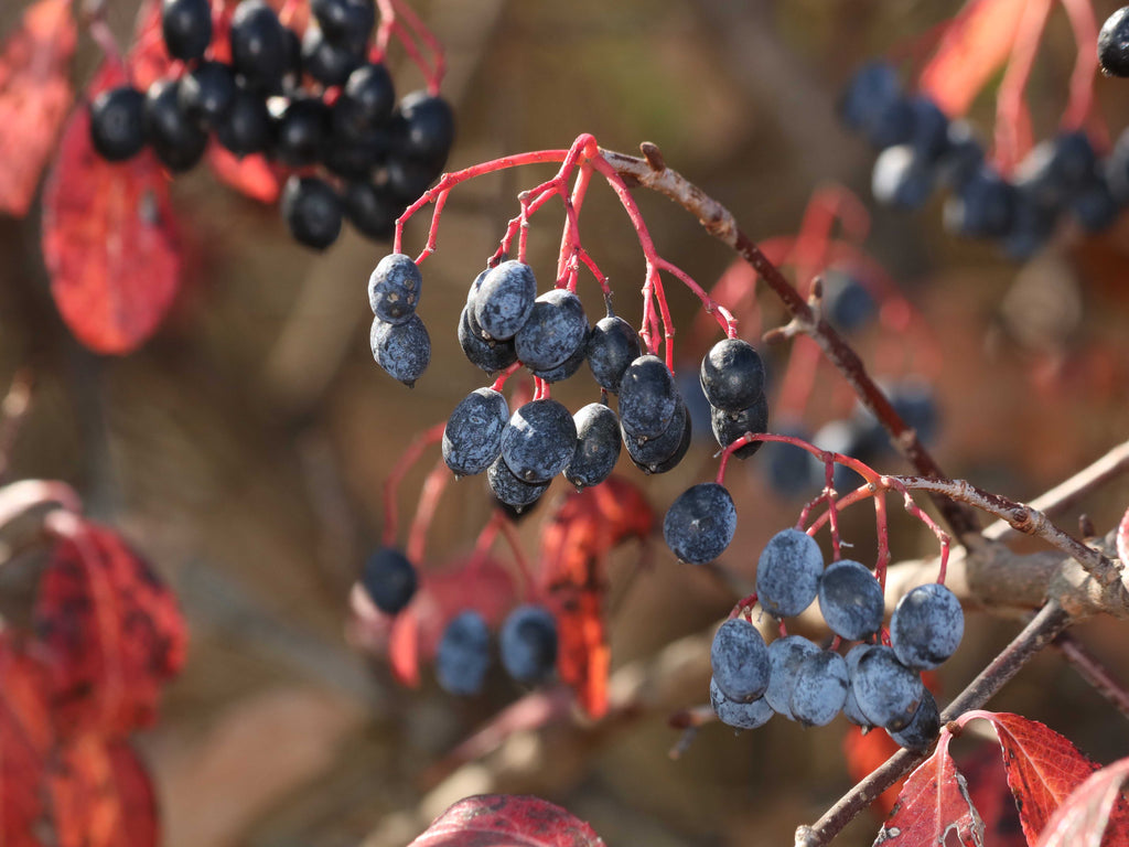 Viburnum prunifolium