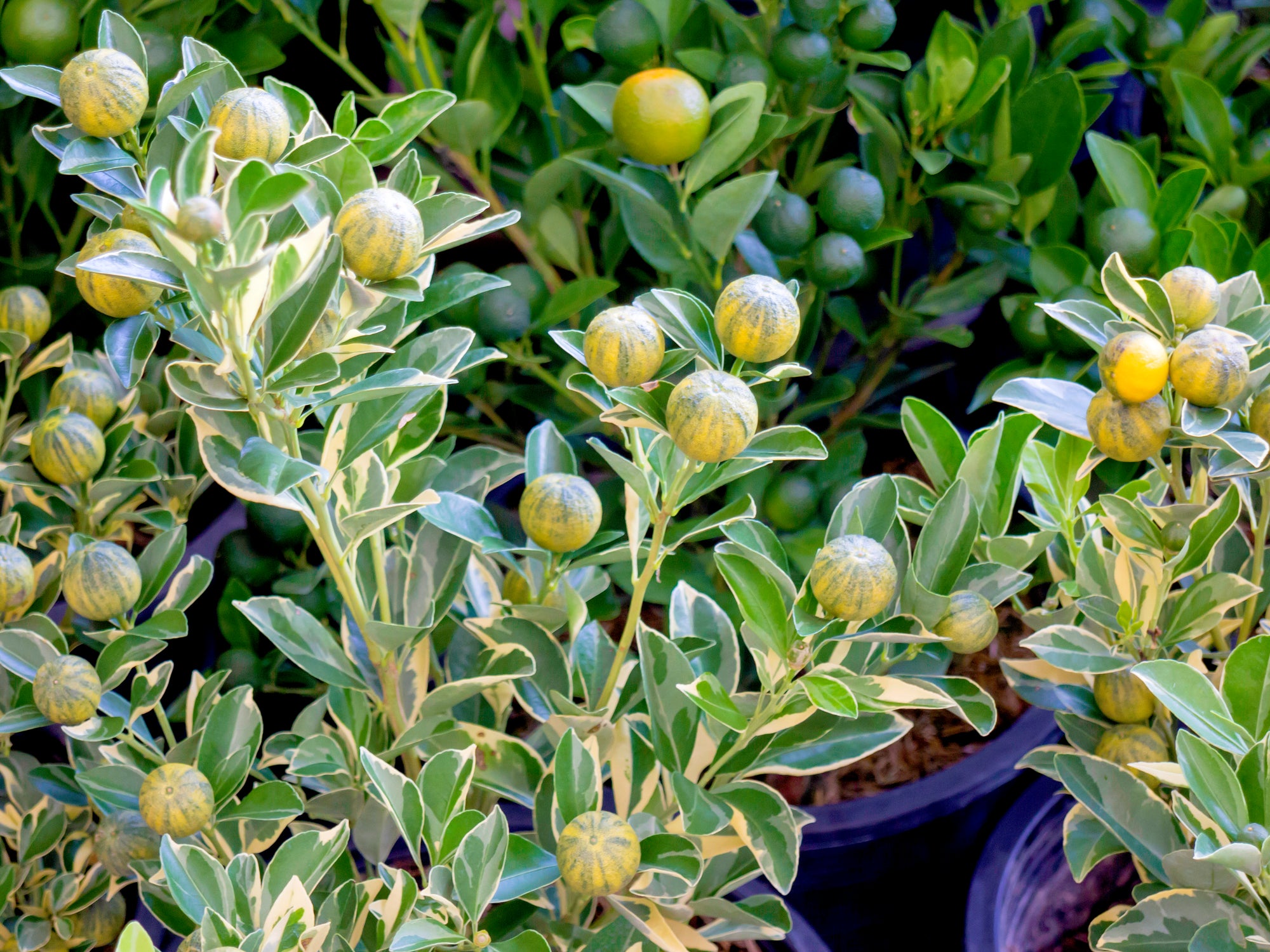 Citrus limon - Variegated Pink Lemon Tree