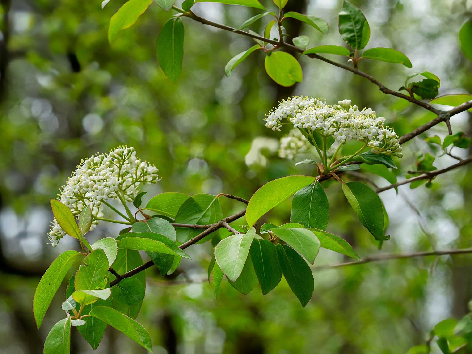Viburnum prunifolium
