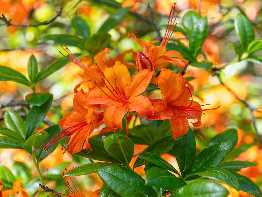 Rhododendron calendulaceum - Flame Azalea