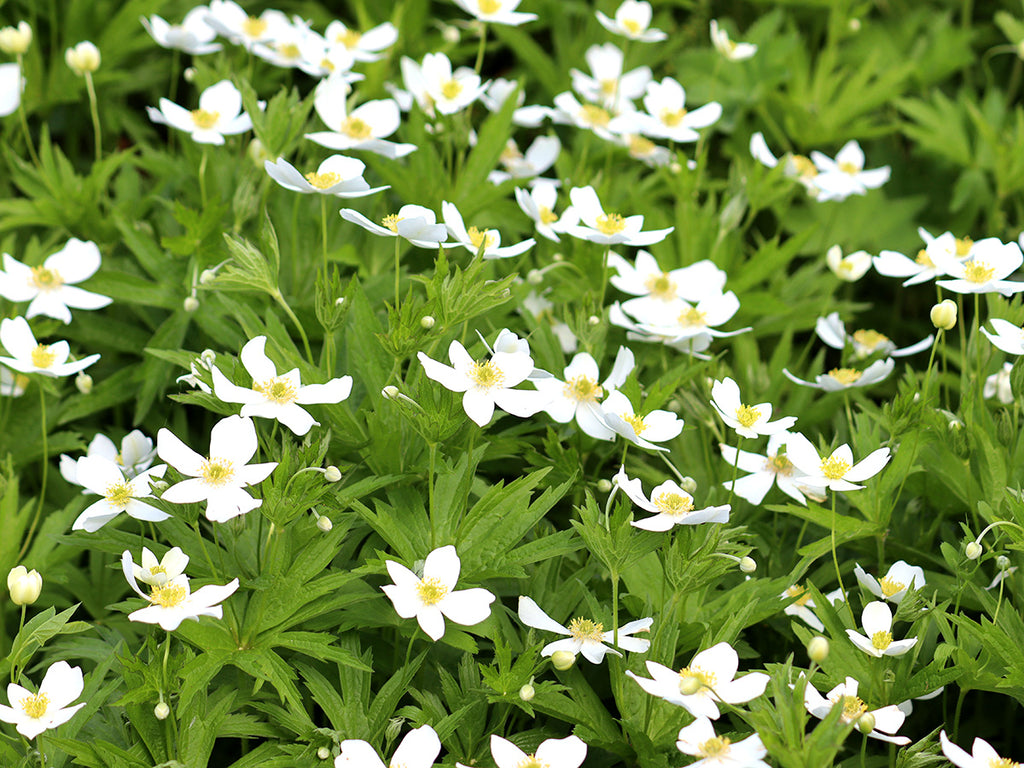 Anemone canadensis - Meadow Anemone