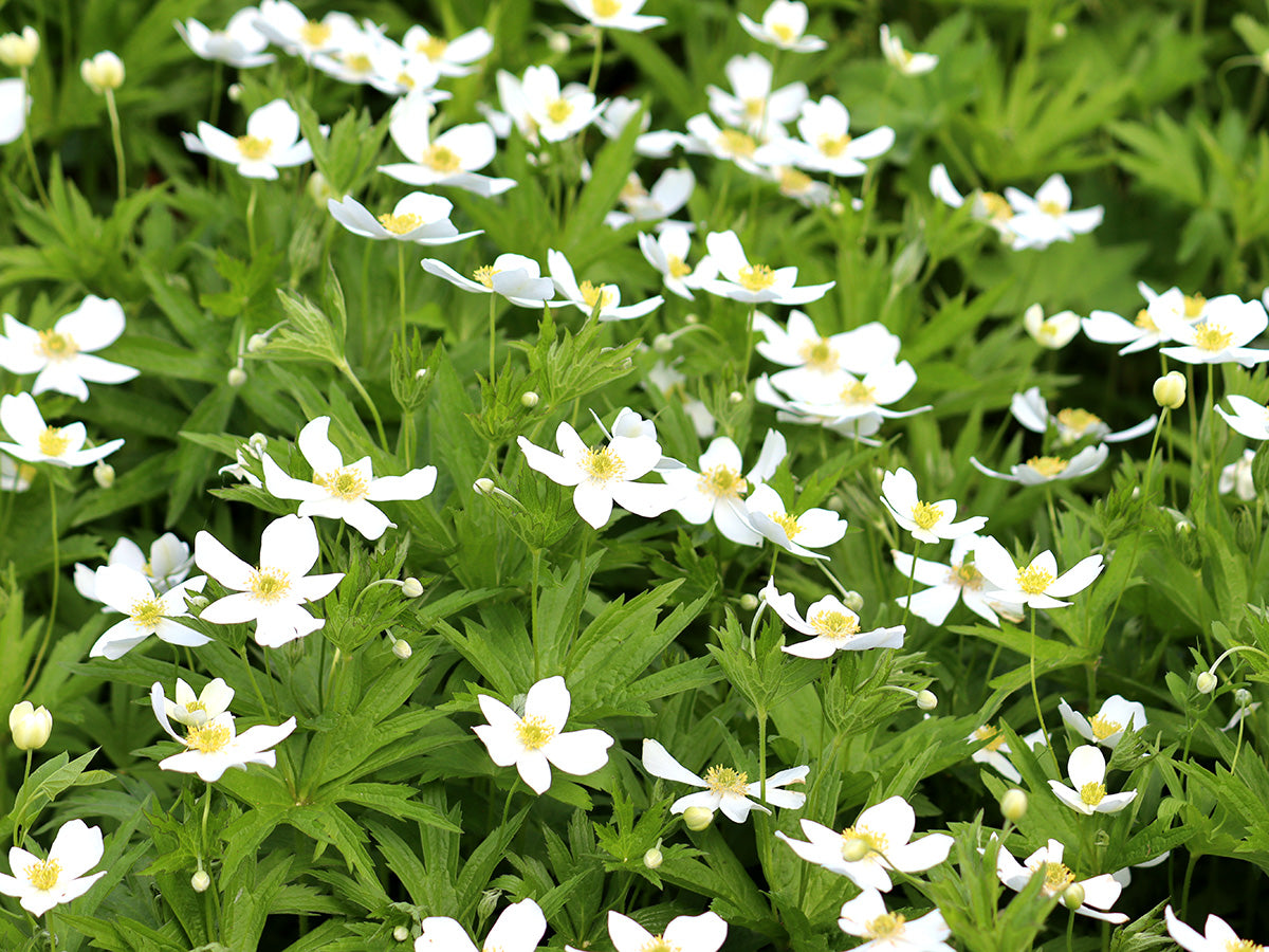 Anemone canadensis - Meadow Anemone