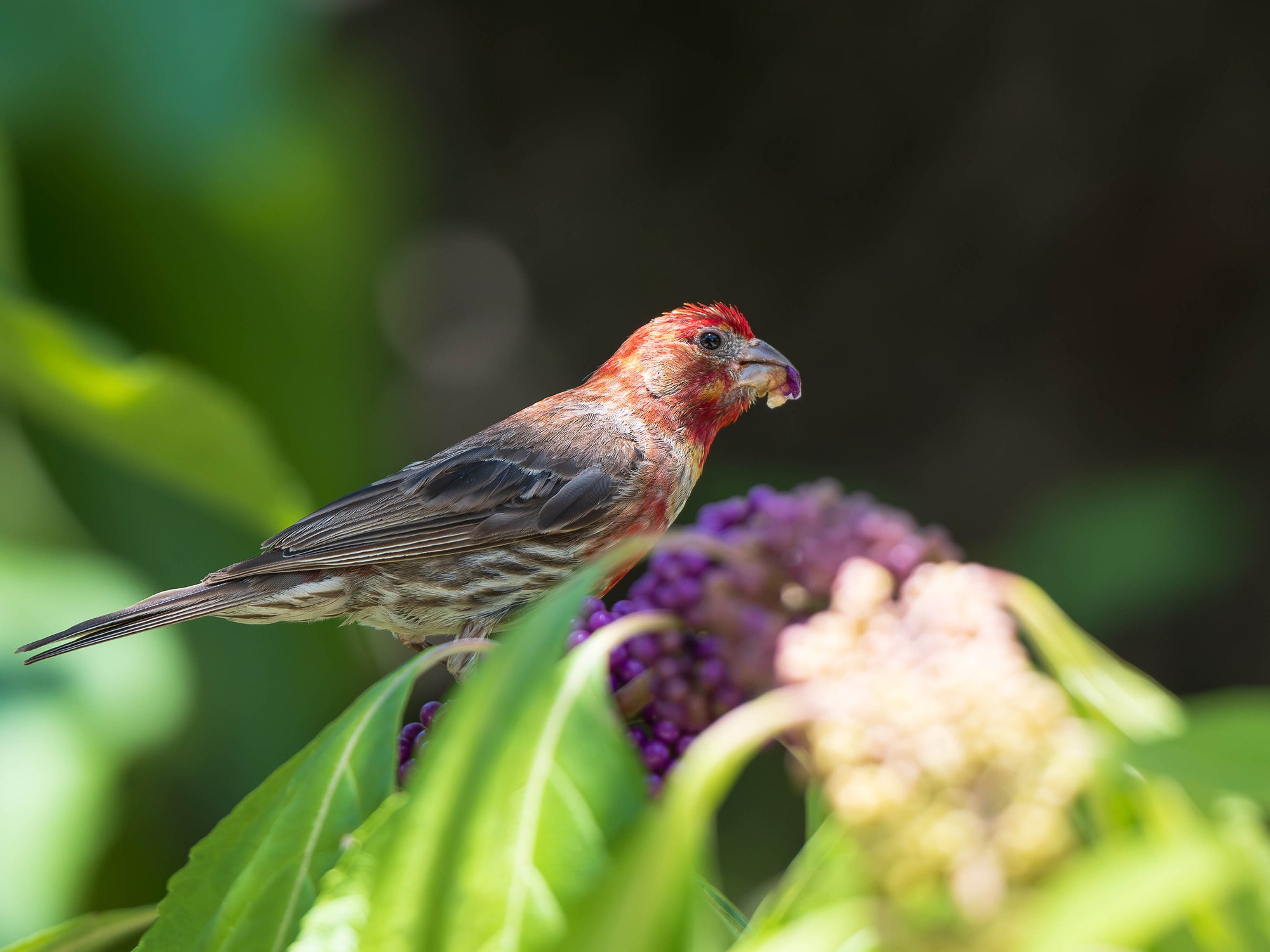 House Finch eating Callicarpa americana berries. Plant Callicarpa americana to attract birds to your garden!