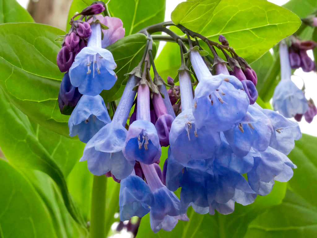 Mertensia virginica - Virginia Bluebells