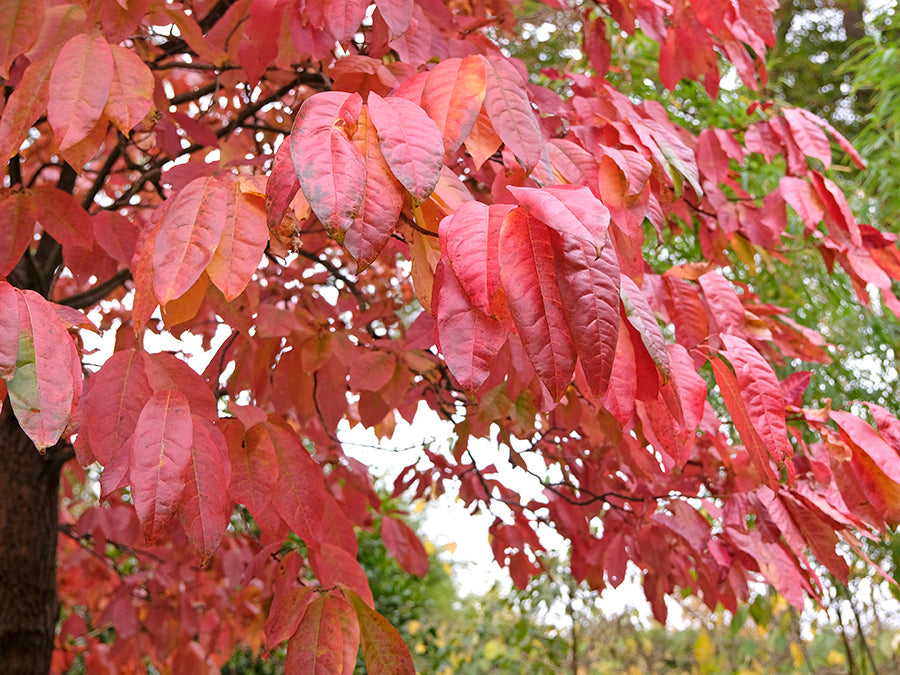 Oxydendrum arboreum - Sourwood