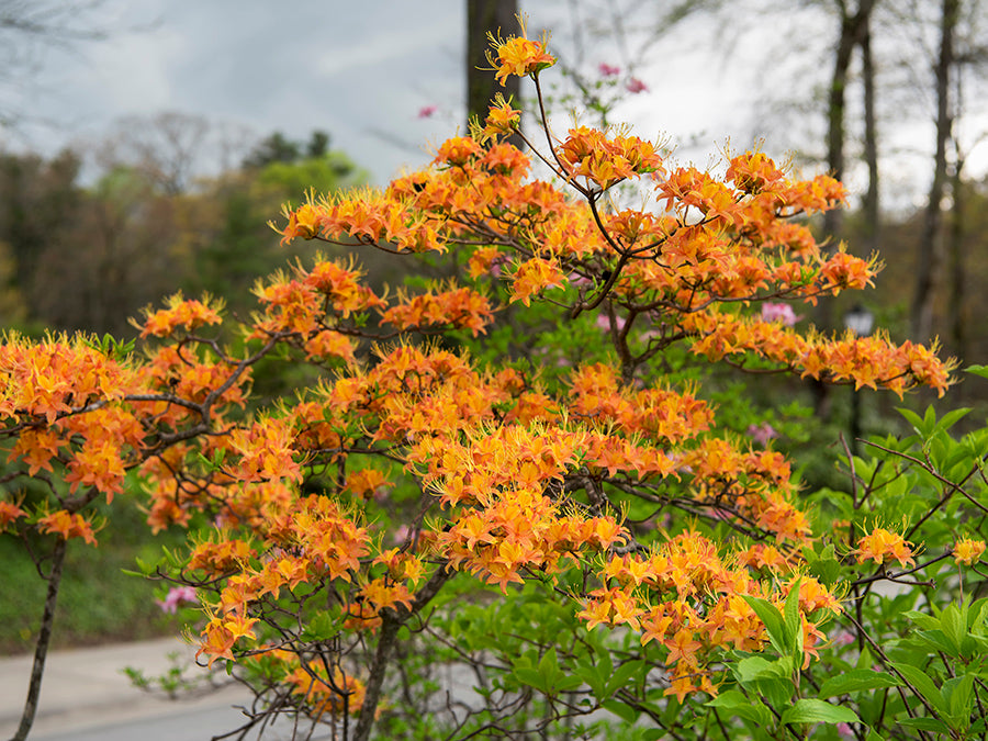Rhododendron calendulaceum - Flame Azalea