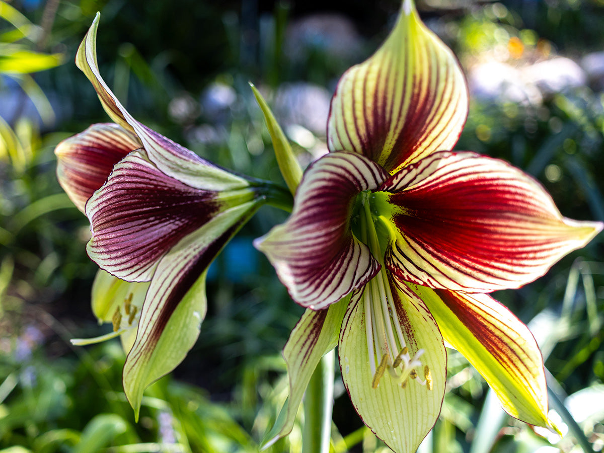 Amaryllis - Papilio (Butterfly)