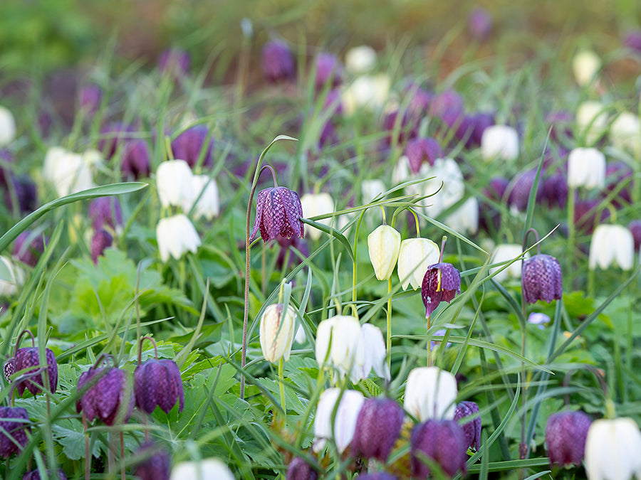 Fritillaria meleagris - Checkered Lily Mixture, Snake Head's Fritillary