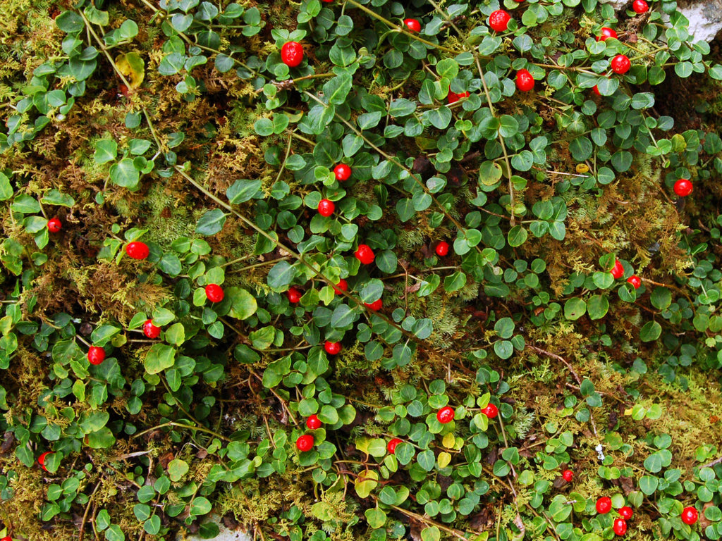 Mitchella repens at Joyce Kilmer