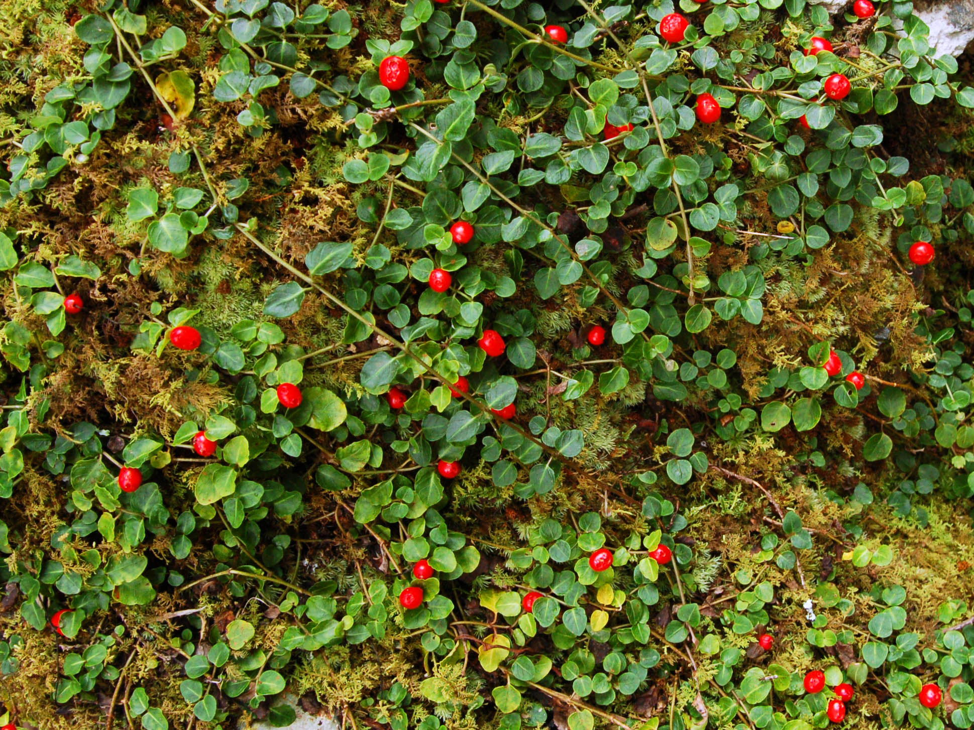 Mitchella repens at Joyce Kilmer