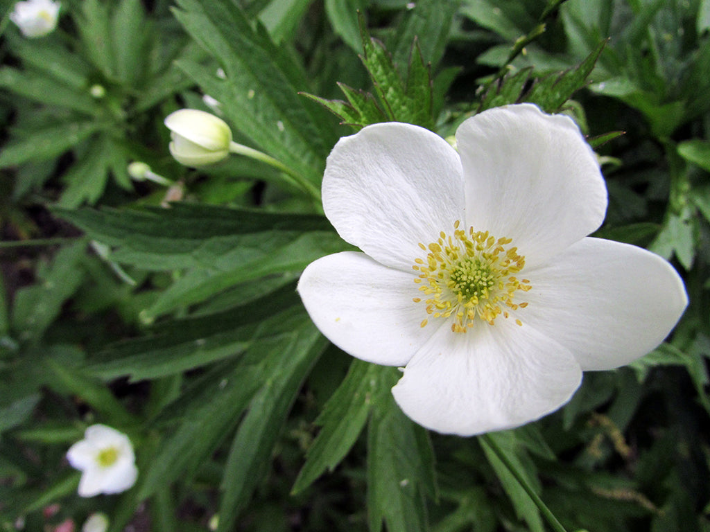 Anemone canadensis - Meadow Anemone