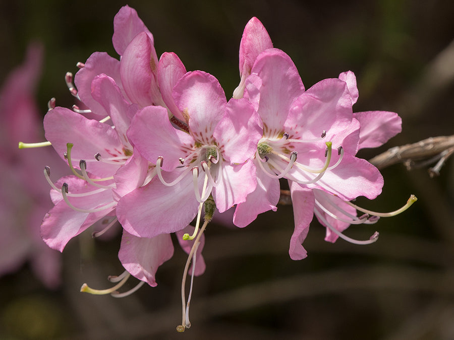 Rhododendron vaseyi - Pinkshell Azalea