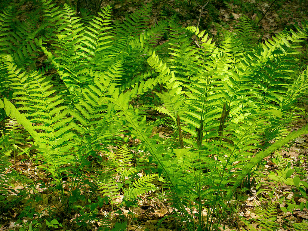 Osmunda claytoniana - Interrupted Fern