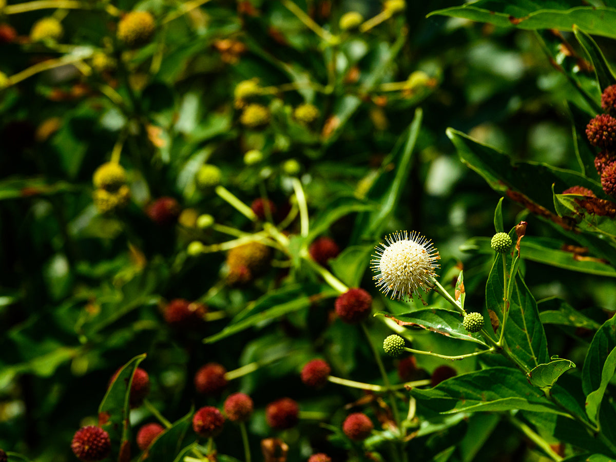 Cephalanthus occidentalis - Buttonbush