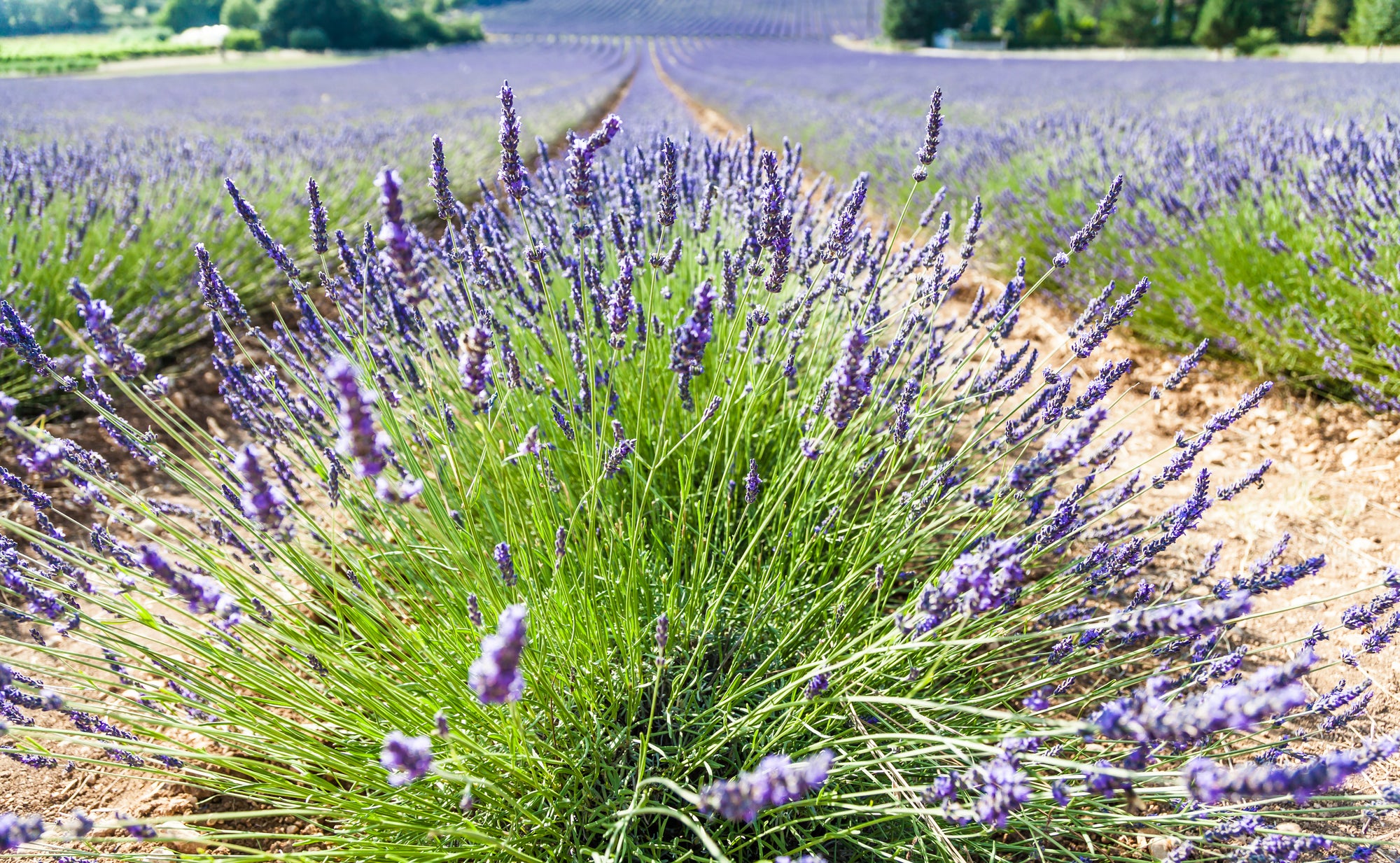 Lavender 'Provence'