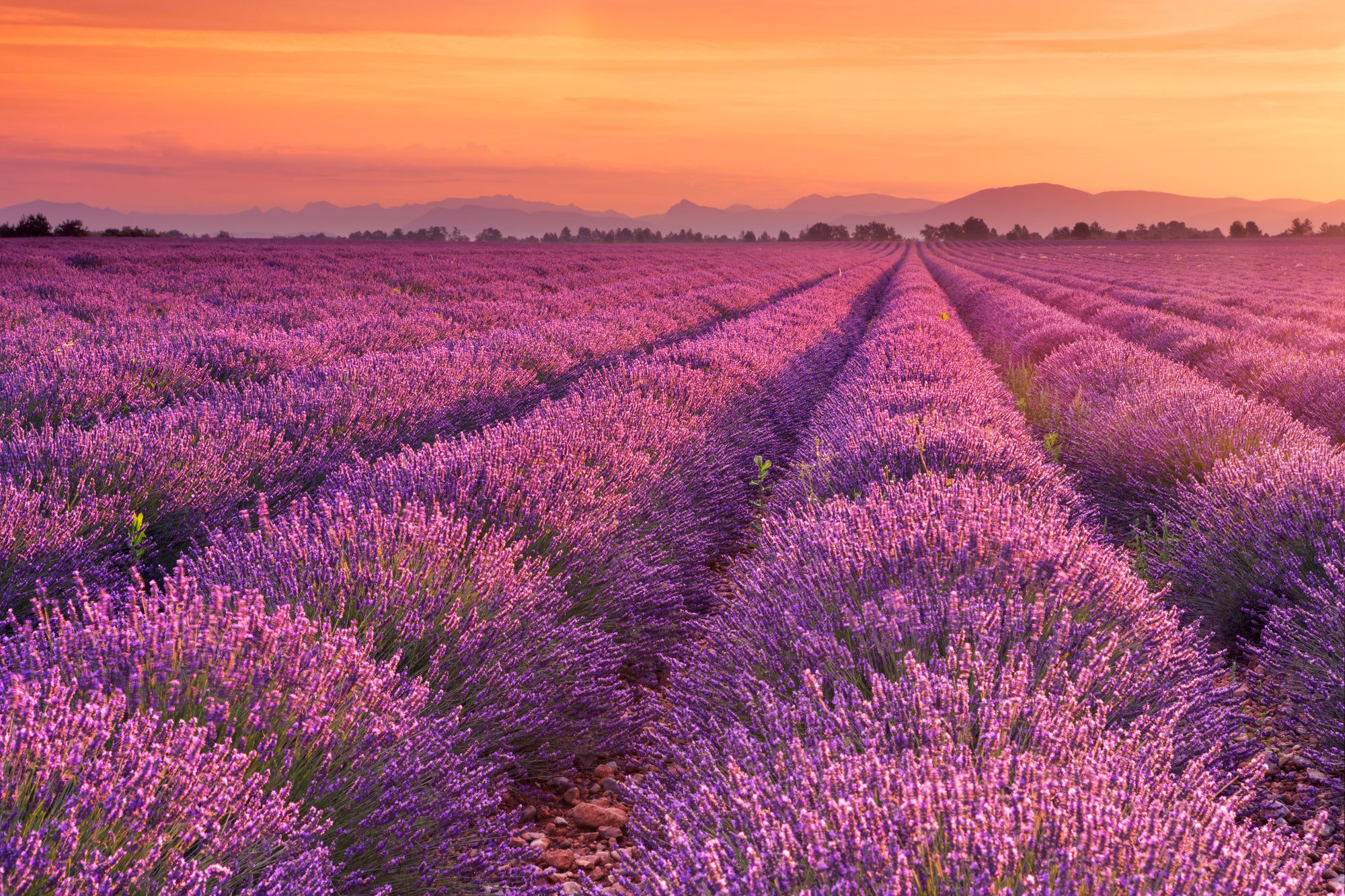 Lavender 'Provence'