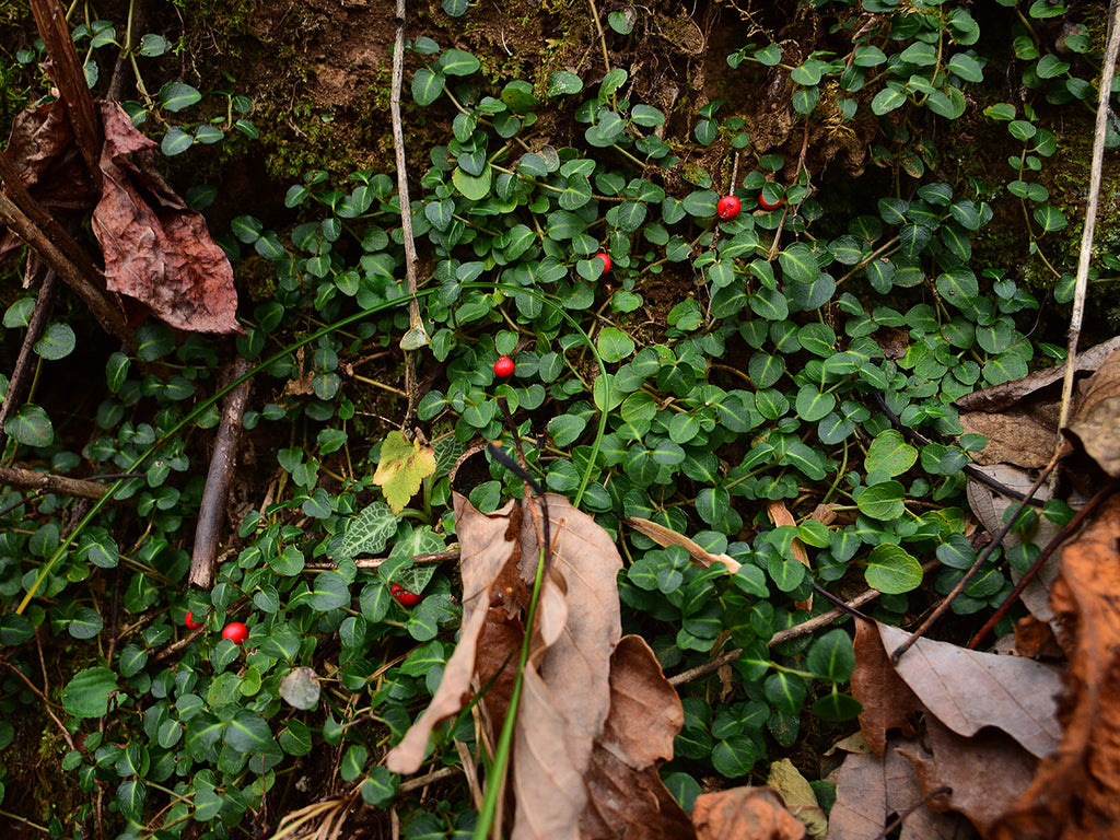 Mitchella repens at Nantahala