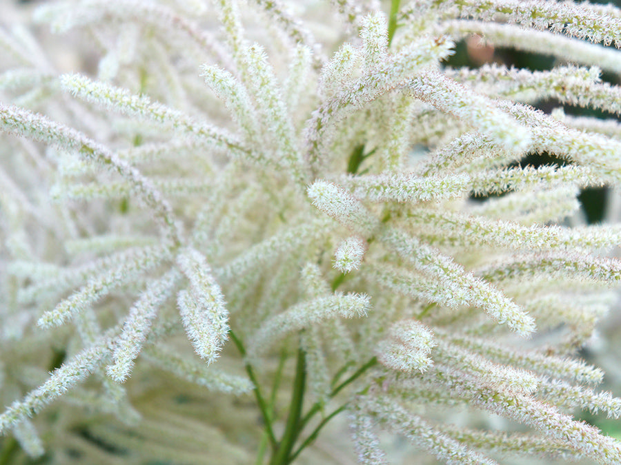 Aruncus dioicus - Goatsbeard